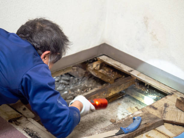 Best Crawl Space Mold Remediation in Ketchikan, AK