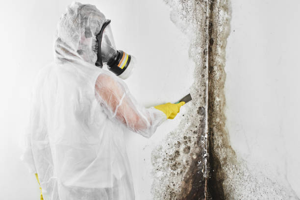Best Emergency Mold Remediation in Ketchikan, AK