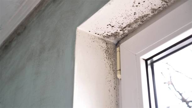 Best Mold Remediation for Specific Building Types in Ketchikan, AK