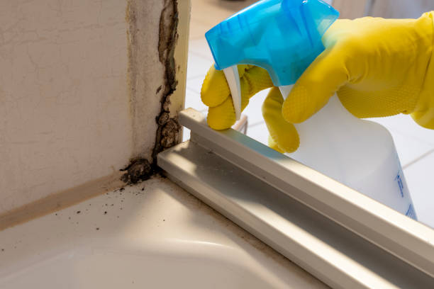 Best Residential Mold Remediation in Ketchikan, AK