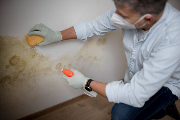 Best Attic Mold Remediation in Ketchikan, AK