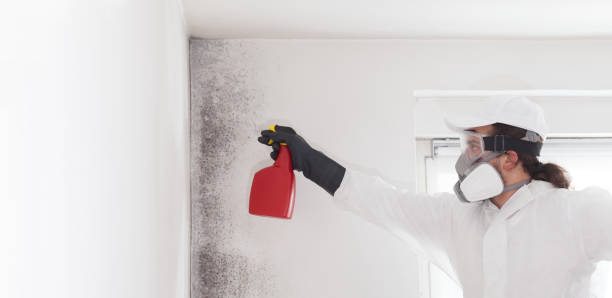 Best Basement Mold Remediation in Ketchikan, AK