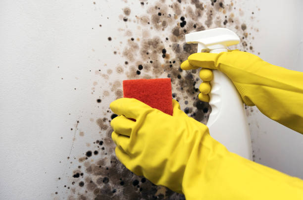 Best HVAC Mold Remediation in Ketchikan, AK